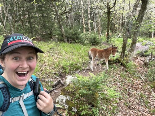 We Found the Ponies!