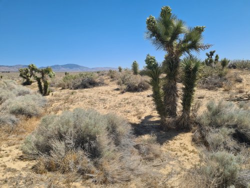 PCT Week 6: The relentless Mojave Desert