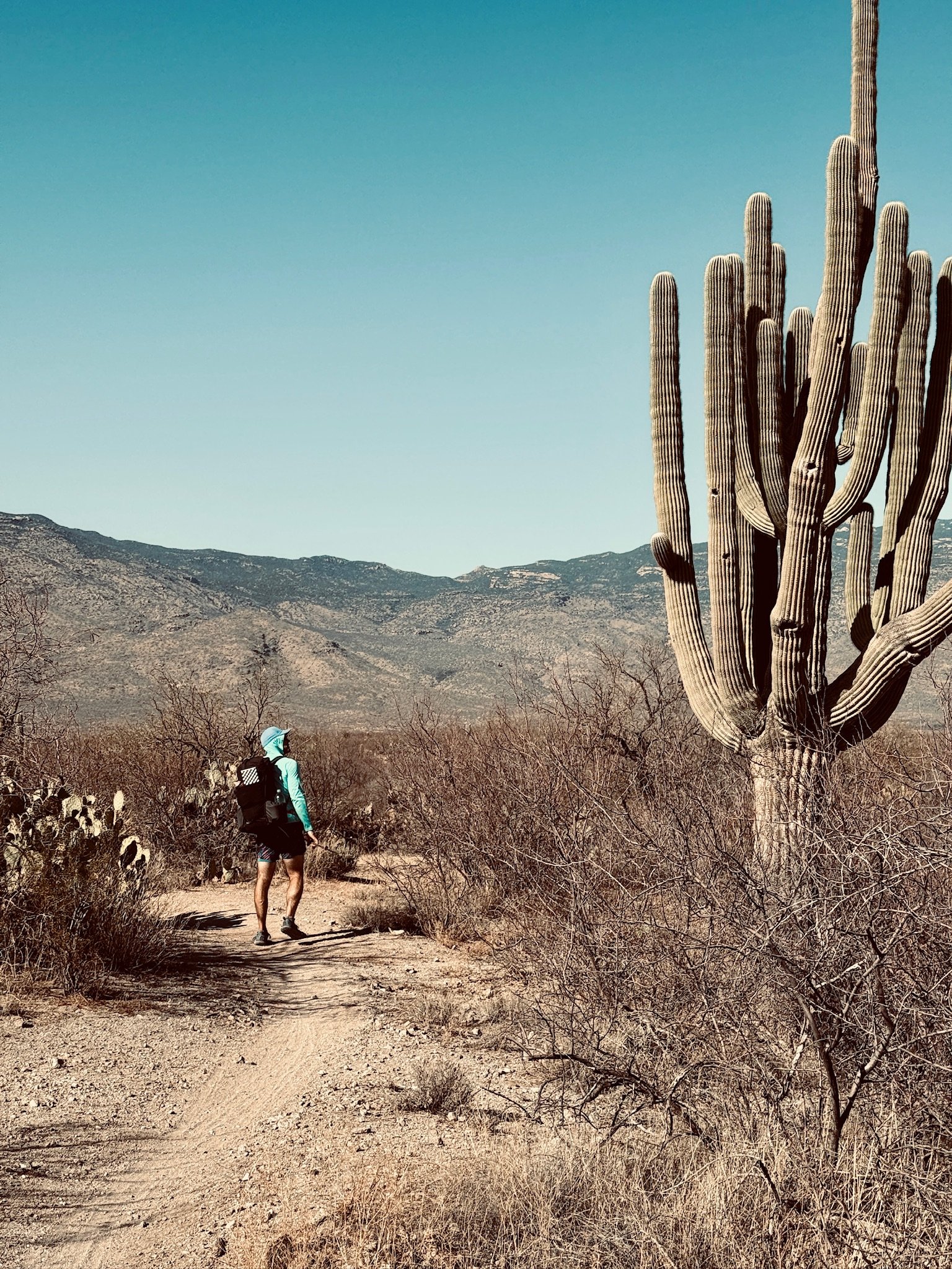 Saguaro: What a Wonder