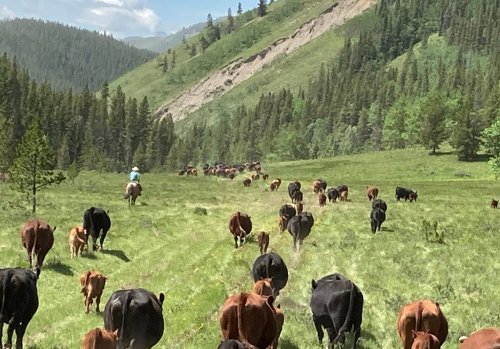 The Fate of the Canadian Rockies May Rest on This Decision (in Analysis)