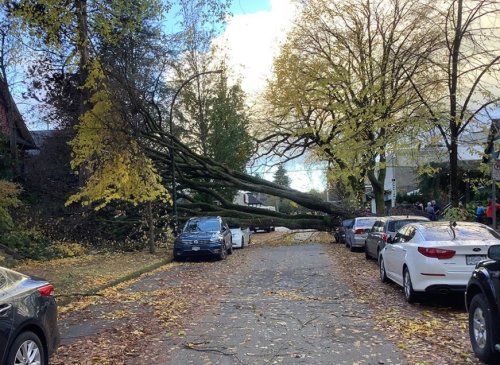 We Love City Trees. Until They Land on Us