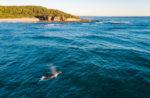 Dive Into The Sunshine Coast’s Best Snorkelling Spots