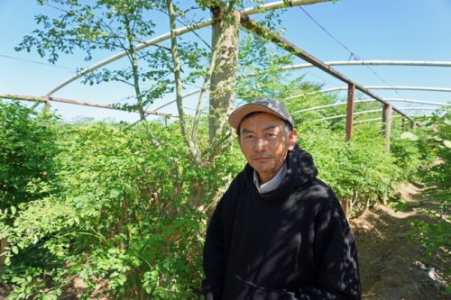 Fresno's Southeast Asian Farmers Are On Trend With New 'Superfood' Moringa - The Vine