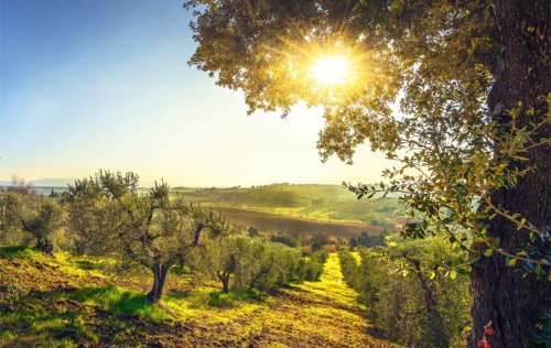 “Scapigliato Alberi” piantumati 14mila olivi in meno di un anno