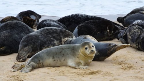 Grey seals flourish again in British coastal waters