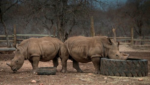 Brexit stopping rhinos from mating