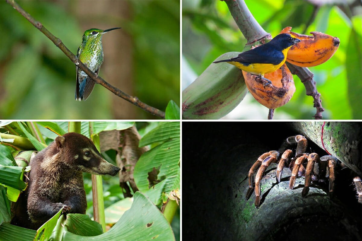 Wildlife of Monteverde Cloud Forest Reserve, Costa Rica