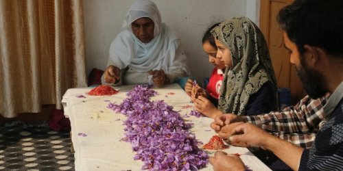 Why Kashmir’s Saffron Industry Is on the Wane