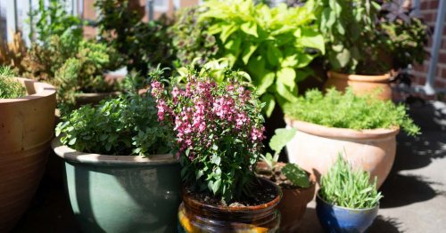 How I Transformed My 140-Square-Foot Queens Balcony Into a Garden Oasis
