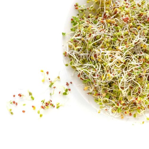 Sprouting 101: What Is Sprouting? All About Sprouts! -