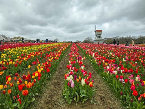 How to Visit Tulleys Tulip Fest – My Experience