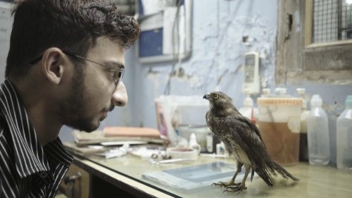 ‘All That Breathes’ Director Shaunak Sen on Breaking Nature Doc Clichés While Filming Hospitalized Birds