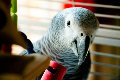 10 Best Talking Parrots in the World to Have