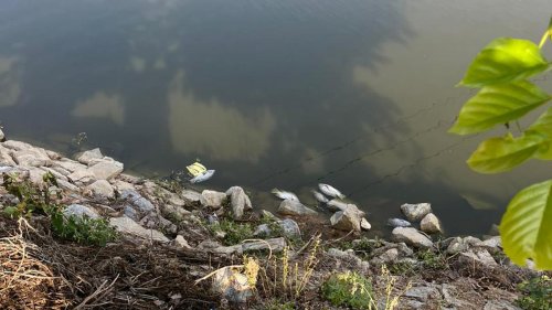 Another Fish Kill In Bengaluru After Sewage Water Enters Seetharampalya ...