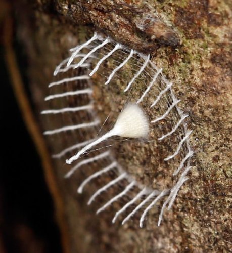 Unknown Artistic Insect Builds a White Picket Fence to Protect its Nest of Eggs — Colossal
