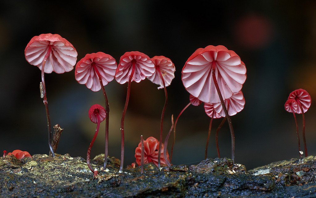 Fungi cover image