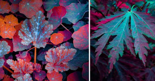 Fluorescent Photographs by Tom Leighton Highlight the Remarkable Complexities of Plants After Dark — Colossal