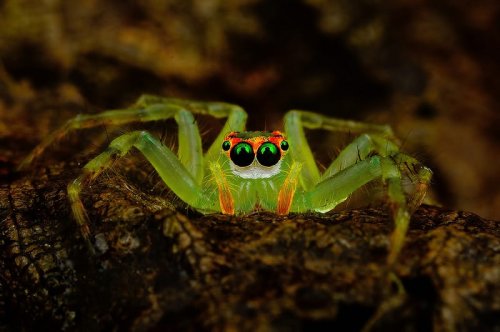 Eye of the Spider: Hypnotizing Macro Photos of Exotic Spiders Staring Directly into Your Mind — Colossal