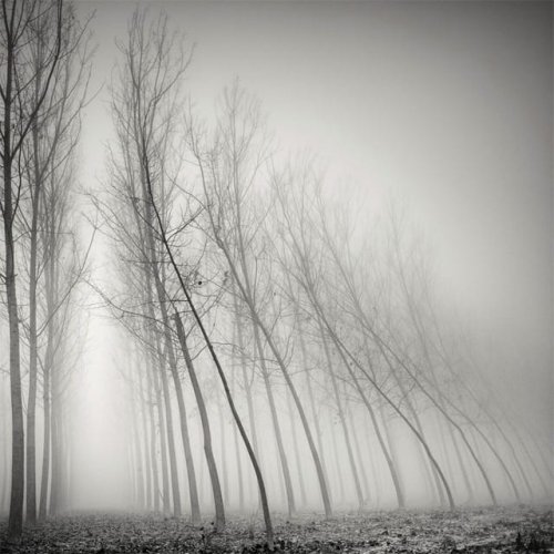 Long Exposure Tree Landscapes by Pierre Pellegrini — Colossal