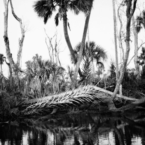 Stark Photographs by Benjamin Dimmitt Show the Ecological Damage of Saltwater Encroachment in Florida's Wetlands — Colossal