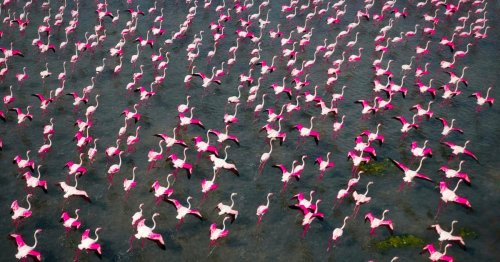 Aerial Photos Showcase the Annual Flamingo Migration that Transforms India's Publicat Lake into a Vibrant Spectacle — Colossal