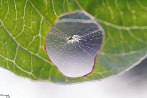 A Spider Fixing a Leaf — Colossal
