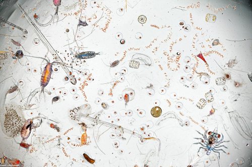 A Single Drop of Seawater, Magnified 25 Times — Colossal
