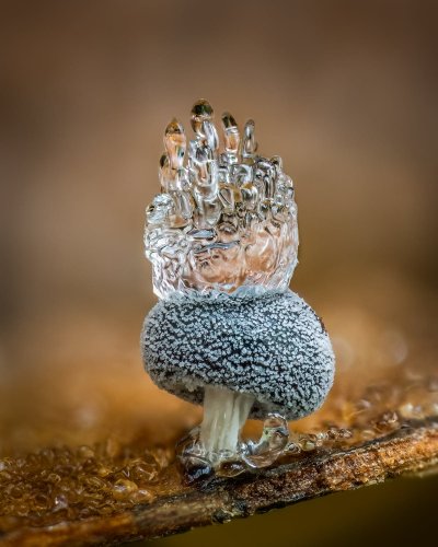 In Macro Photos, Barry Webb Captures the Fleeting, Otherworldly Characteristics of Slime Molds and Fungi — Colossal