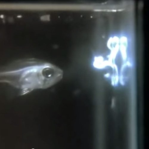 Tiny Shrimp-like Organisms Try to Illuminate the Insides of Fish That Eat Them — Colossal