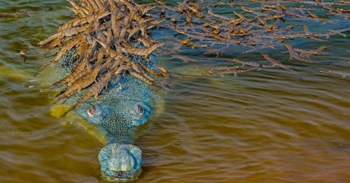 Over 100 Young Crocodiles Find Refuge on Their Father's Back in India's Chambal River