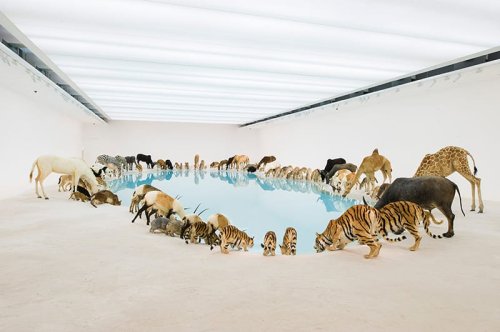 A Herd of 99 Lifelike Animals Drink From a Pool at QAGOMA — Colossal