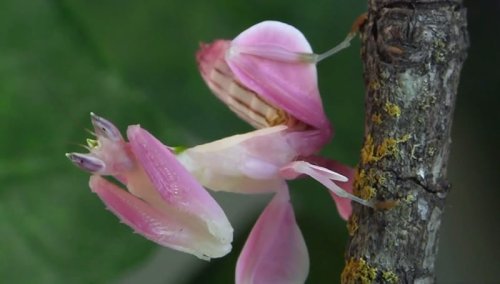 Terrifying 'Orchid Mantis' is Camouflaged to Look Exactly Like a Pink Orchid Flower — Colossal