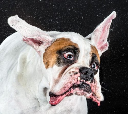 Shake: Hilarious High-Speed Photographs of Dogs Shaking by Carli Davidson — Colossal