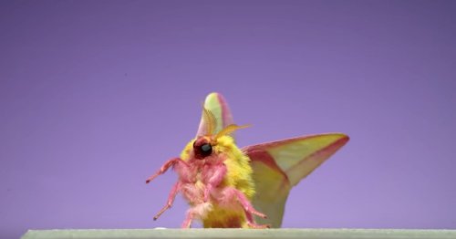 Watch an Unusual Ensemble of Insects Take Flight in Extreme Slow Motion — Colossal