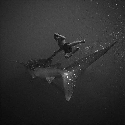 Black and White Underwater Photography by Hengki Koentjoro — Colossal
