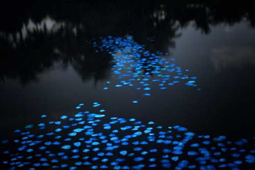 Miya Ando's Flotilla of 1,000 Bioluminescent Leaves — Colossal