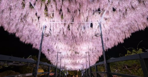 Lush Canopies of Hundreds of Purple Flowers Erupt from Japan's Wisteria Trees