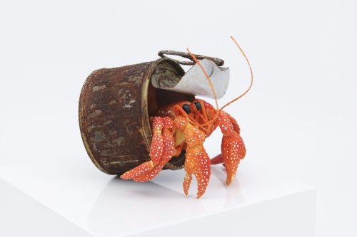 Tina Kraus Details Ocean Life's Beauty and Plight Through Realistic Paper Sculptures — Colossal
