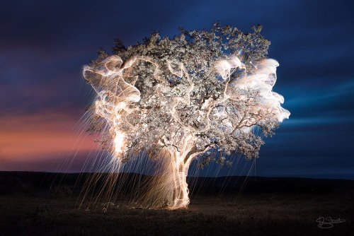 Light Appears to Drip from Trees in these Long-Exposure Photos by Vitor Schietti — Colossal
