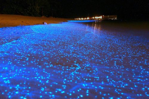 A Maldives Beach Awash in Bioluminescent Phytoplankton Looks Like an Ocean of Stars — Colossal