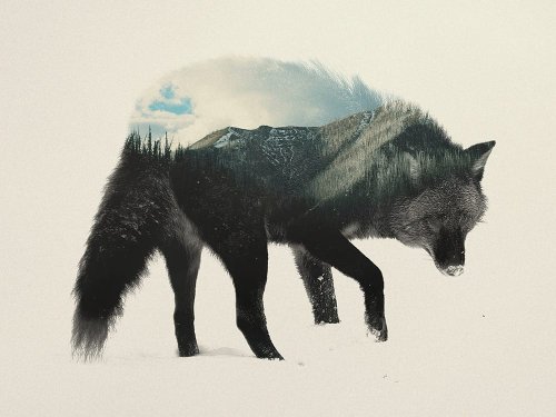 Double Exposure Animal Portraits by Andreas Lie — Colossal