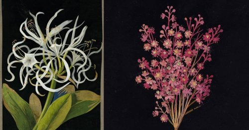 Explore Hundreds of Exquisite Botanical Collages Created by an 18th-Century Septuagenarian Artist — Colossal