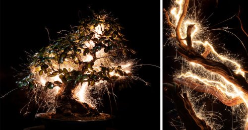 Trails of Light Illuminate Sculptural Bonsai Trees in Vitor Schietti's Long-Exposure Photographs — Colossal