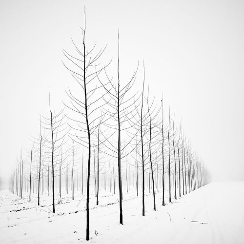 Black and White Photographs Capture the Striking Appearance of Bare Trees Against Snow-Filled Landscapes — Colossal