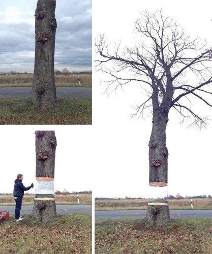 Hovering Tree Illusion by Daniel Siering and Mario Shu in Potsdam, Germany — Colossal