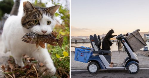 Photographer Masayuki Oki Focuses a Humorous Lens on Japan's Feline Residents — Colossal