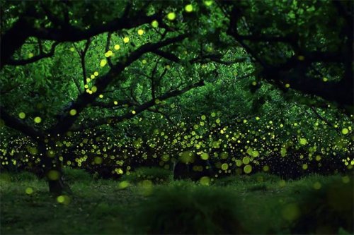 Long Exposure Photographs of Fireflies in the Forests of Nagoya City by Yume Cyan — Colossal