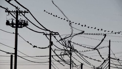 Amazing Video Clips Visually Isolate the Flight Paths of Birds — Colossal