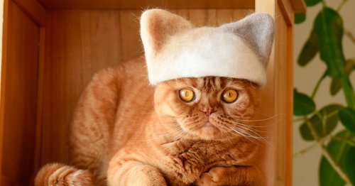 Three Cats in Japan Have a Closet Full of Custom-Made Hats Felted From Their Shedded Fur