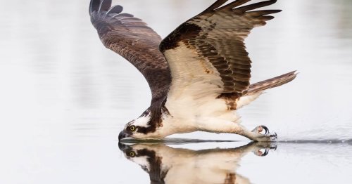 A Surprising Photo Captures an Osprey Gently Gliding Along the Water's Surface